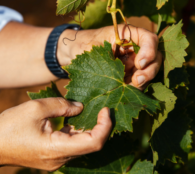 Vignes